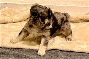 Storm - puppy for sale