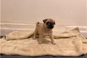 Scotty - Pug for sale