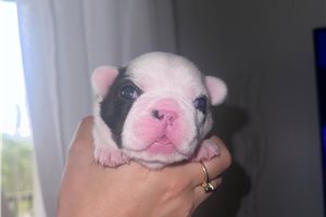 Dahlia - French Bulldog for sale