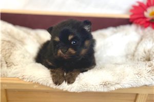 Penny - Pomeranian for sale
