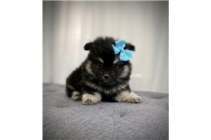 Bianca - Pomsky for sale