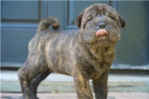 Bear - puppy for sale