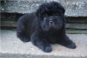 Sacha - puppy for sale