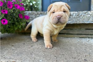 Jelly Bean - puppy for sale