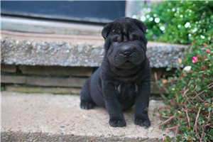 Smokey - puppy for sale