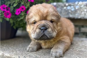Bernard - puppy for sale