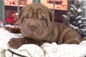 Alfie - Chinese Shar-Pei for sale