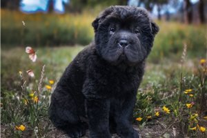 Sacha - puppy for sale