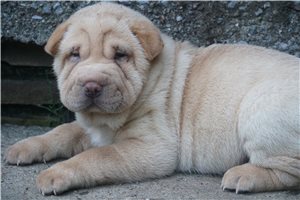 Jelly Bean - Chinese Shar-Pei for sale