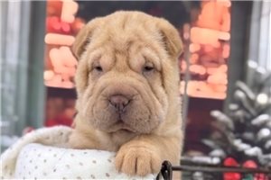 Butter - Chinese Shar-Pei for sale