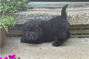 Winston - Chinese Shar-Pei for sale