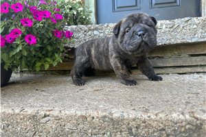 Bear - Chinese Shar-Pei for sale