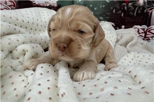 August - Cocker Spaniel for sale
