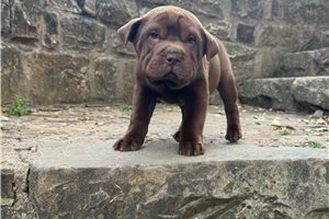 Mocha - puppy for sale