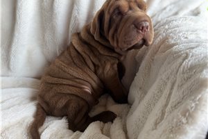 Patch - Mini Hippo for sale