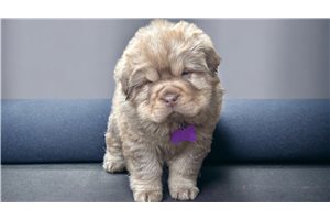 Truffles - puppy for sale