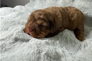 Teddy - puppy for sale