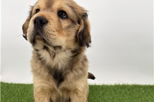 Frederick - Mini Hippo for sale