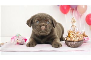 Burnie - puppy for sale