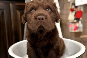 Henry - Mini Hippo for sale