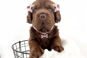 Brownie - Mini Hippo for sale