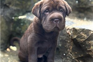 Humphrey - puppy for sale