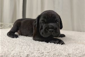 Buzz - puppy for sale