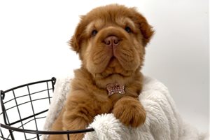 Cinnamon Roll - Mini Hippo for sale