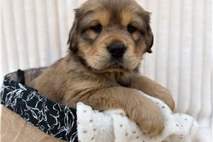 Gabriel - puppy for sale