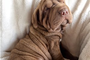 Patch - Mini Hippo for sale