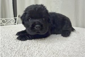 Betty - Mini Hippo for sale
