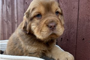 Teddy - puppy for sale
