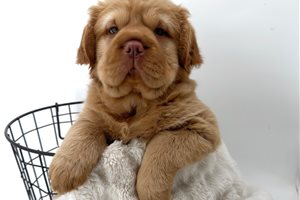 Puddin - Mini Hippo for sale