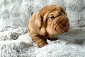 Halley - Mini Hippo for sale