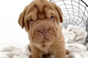 Bernard - puppy for sale