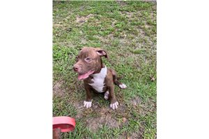 Macavoy - American Bully for sale