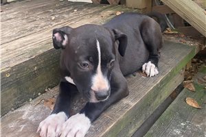 Macayla - American Bully for sale