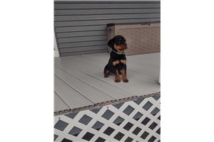 Carter - Rottweiler for sale