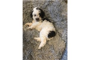 Spottie - Poodle, Miniature for sale