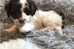 Dotty - Poodle, Miniature for sale