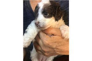 Dotty - Poodle, Miniature for sale