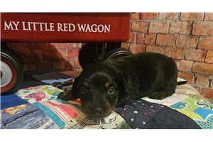 Elvis - puppy for sale