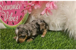 Priscilla - Dachshund, Mini for sale