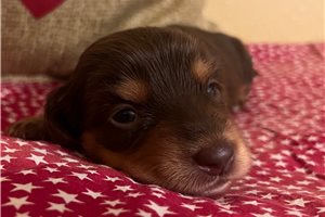 Abigail - puppy for sale