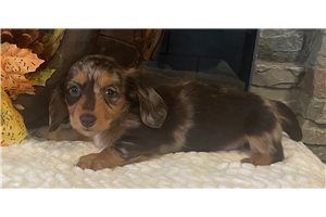Zola - puppy for sale