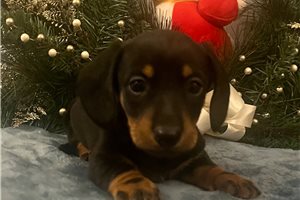 Custard - Dachshund, Tweenie for sale