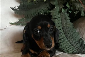 Ayla - puppy for sale