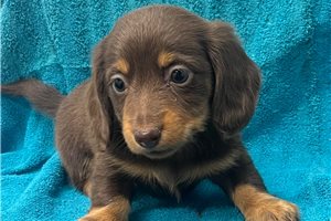 Cricket - Dachshund, Tweenie for sale