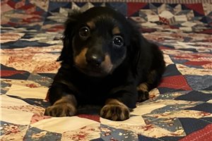 Elvis - Dachshund, Tweenie for sale