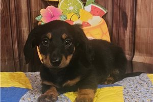 Elvis - Dachshund, Tweenie for sale